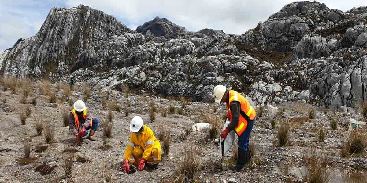 Kegiatan revegetasi di lahan eks tambang terbuka Grasberg yang berada di zona Alpin pada ketinggian 4.200m di atas permukaan laut.